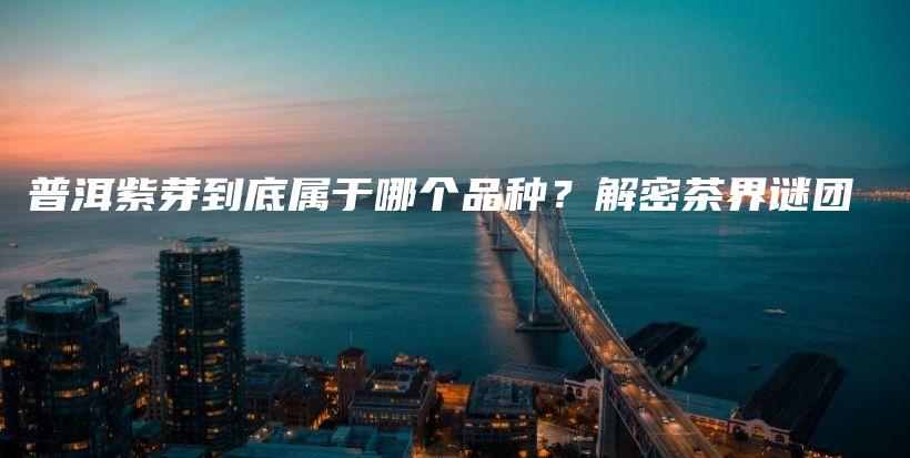 普洱紫芽到底屬于哪個(gè)品種？解密茶界謎團(tuán)插圖