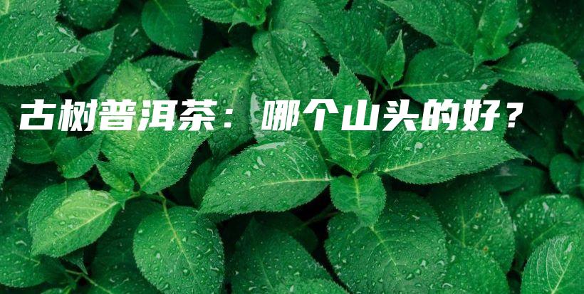 古樹普洱茶：哪個(gè)山頭的好？插圖