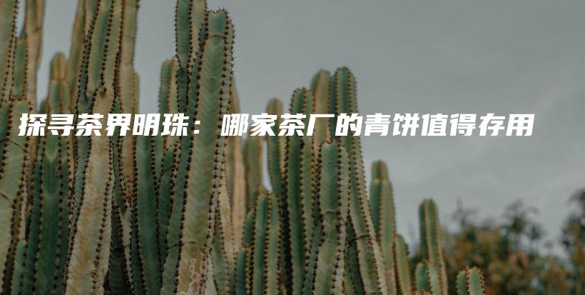 探尋茶界明珠：哪家茶廠的青餅值得存用插圖