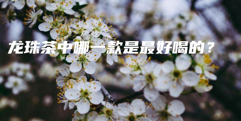 龍珠茶中哪一款是最好喝的？插圖