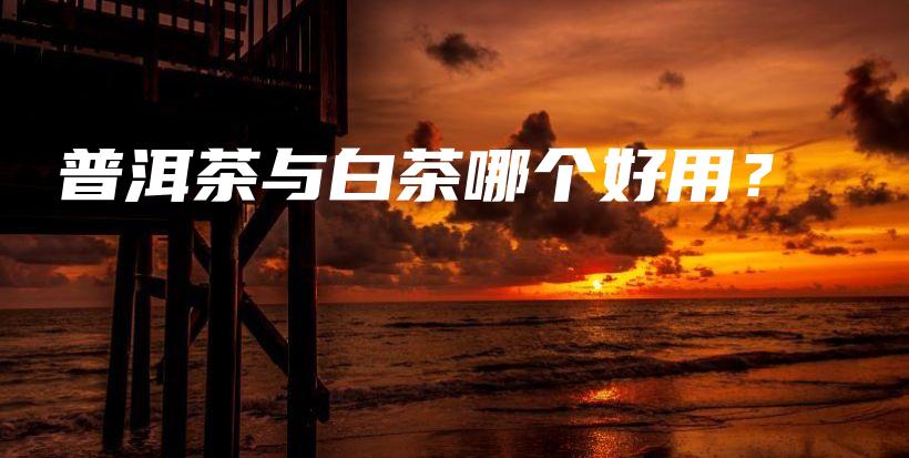 普洱茶與白茶哪個(gè)好用？插圖