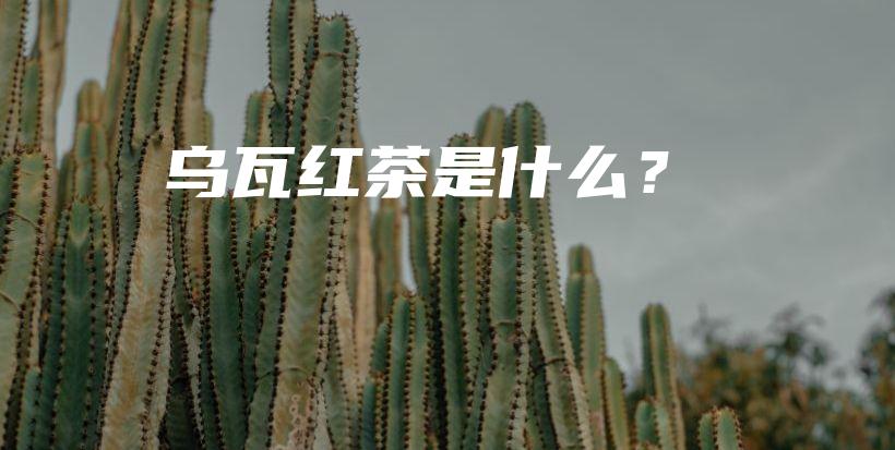 烏瓦紅茶是什么？插圖