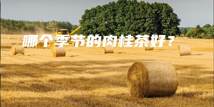 哪個季節(jié)的肉桂茶好？插圖