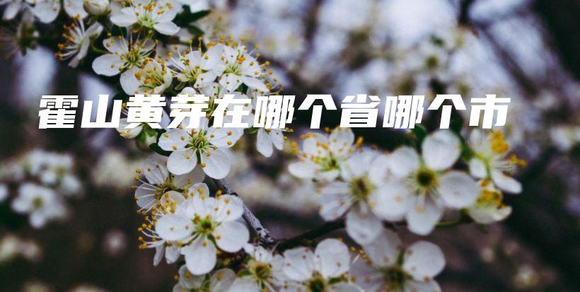 霍山黃芽在哪個(gè)省哪個(gè)市插圖