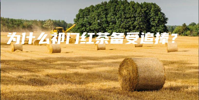 為什么祁門紅茶備受追捧？插圖