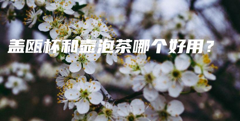 蓋甌杯和壺泡茶哪個(gè)好用？插圖