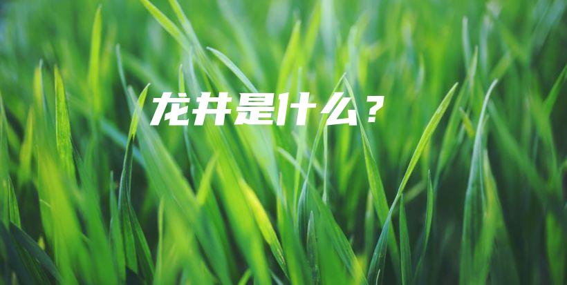 龍井是什么？插圖