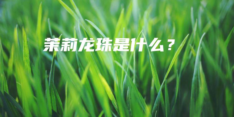茉莉龍珠是什么？插圖