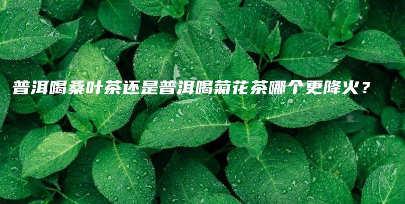 普洱喝桑葉茶還是普洱喝菊花茶哪個更降火？插圖