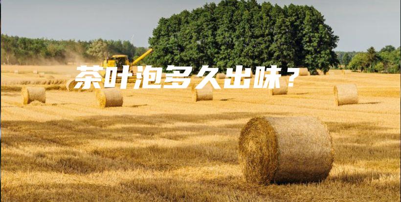 茶葉泡多久出味？插圖
