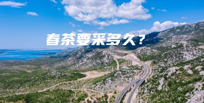 春茶要采多久？插圖