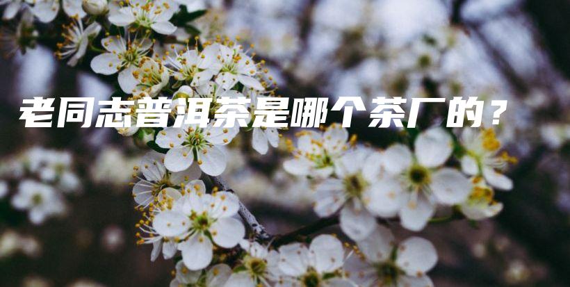 老同志普洱茶是哪個茶廠的？插圖