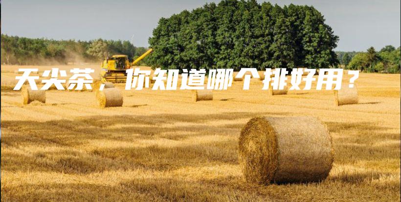 天尖茶，你知道哪個排好用？插圖