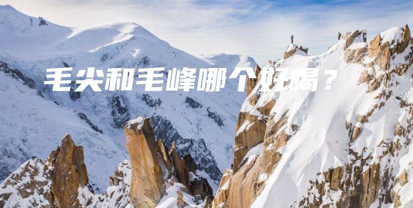 毛尖和毛峰哪個(gè)好喝？插圖