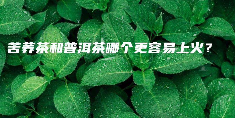 苦蕎茶和普洱茶哪個(gè)更容易上火？插圖