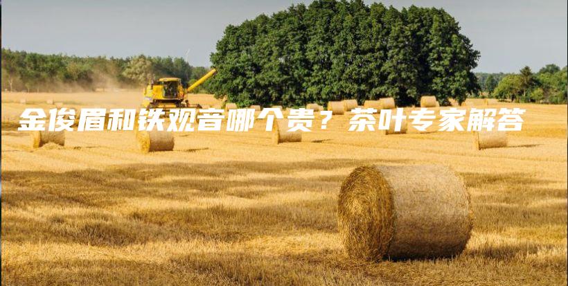 金俊眉和鐵觀音哪個(gè)貴？茶葉專家解答插圖