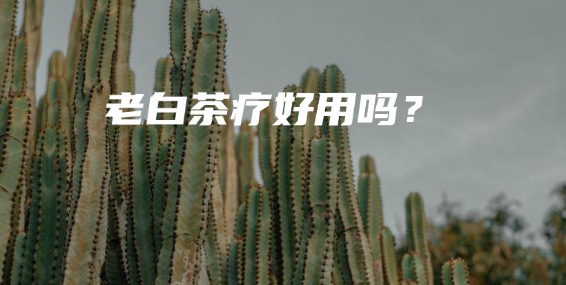老白茶療好用嗎？插圖