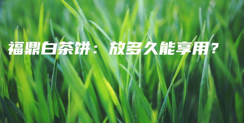 福鼎白茶餅：放多久能享用？插圖