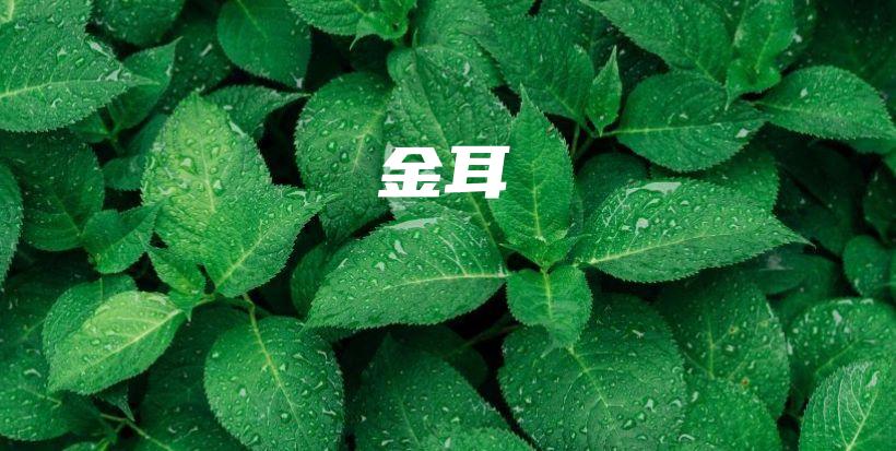 金耳插圖