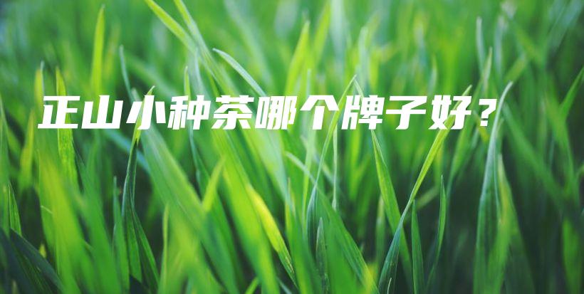 正山小種茶哪個牌子好？插圖