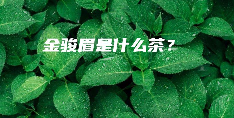 金駿眉是什么茶？插圖