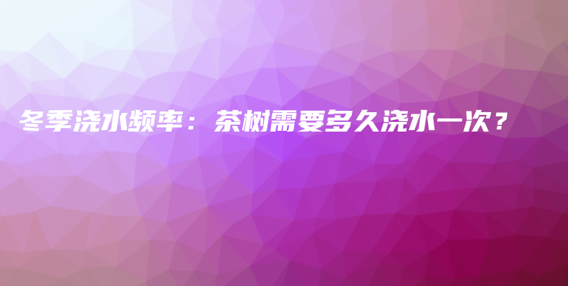 冬季澆水頻率：茶樹需要多久澆水一次？插圖