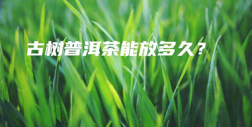 古樹(shù)普洱茶能放多久？插圖