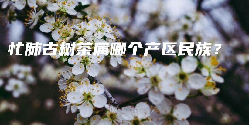 忙肺古樹茶屬哪個產區(qū)民族？插圖