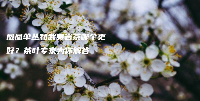 鳳凰單叢和武夷巖茶哪個(gè)更好？茶葉專家為你解答插圖