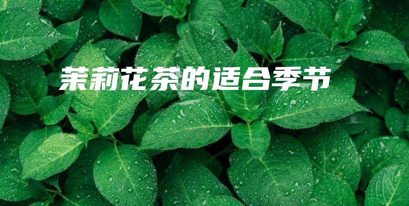 茉莉花茶的適合季節(jié)插圖