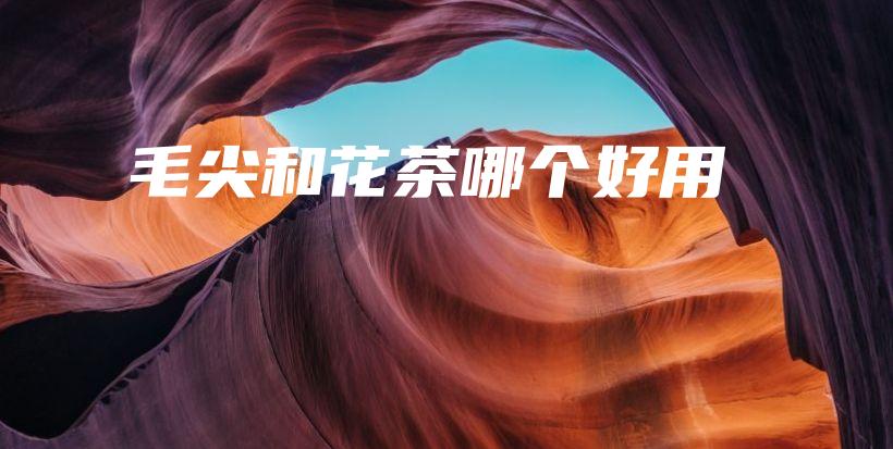 毛尖和花茶哪個(gè)好用插圖