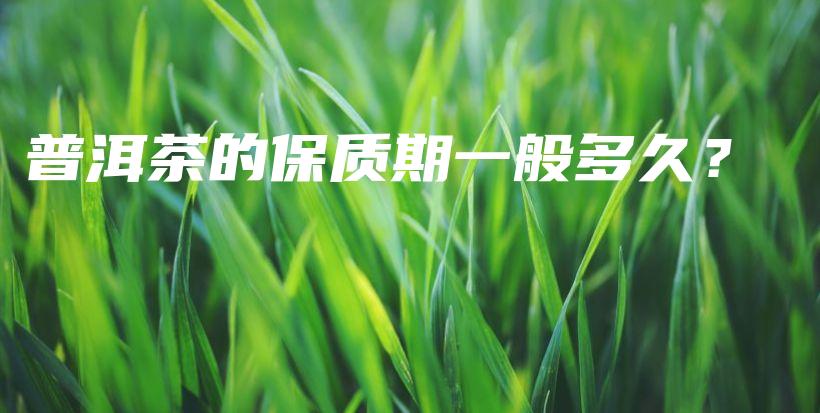 普洱茶的保質期一般多久？插圖