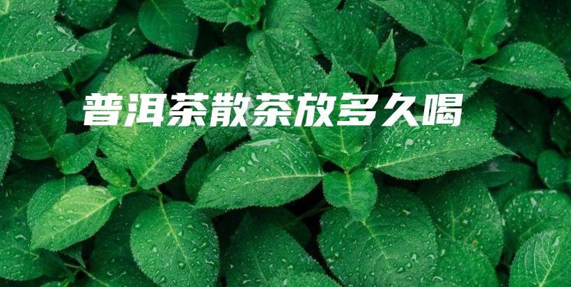 普洱茶散茶放多久喝插圖