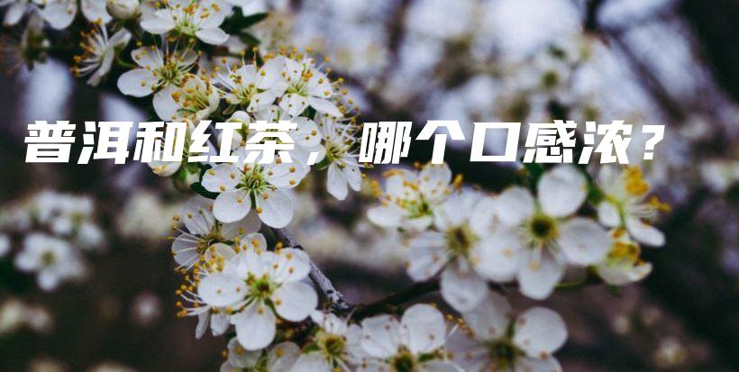 普洱和紅茶，哪個(gè)口感濃？插圖