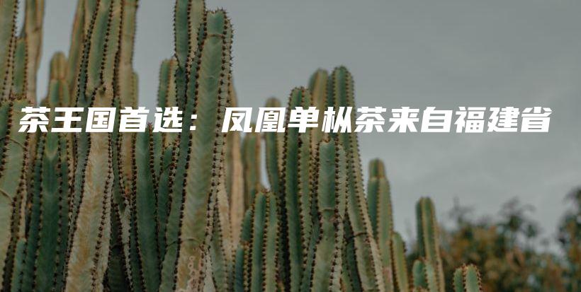 茶王國(guó)首選：鳳凰單樅茶來(lái)自福建省插圖