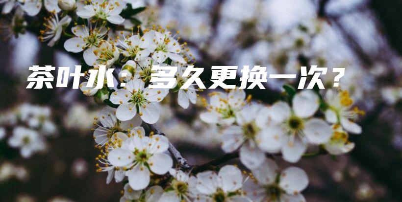 茶葉水：多久更換一次？插圖