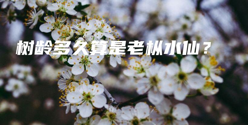 樹齡多久算是老樅水仙？插圖