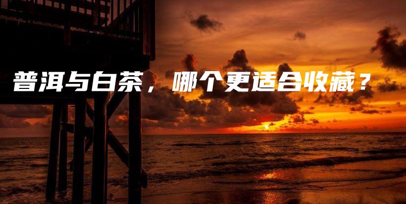 普洱與白茶，哪個(gè)更適合收藏？插圖