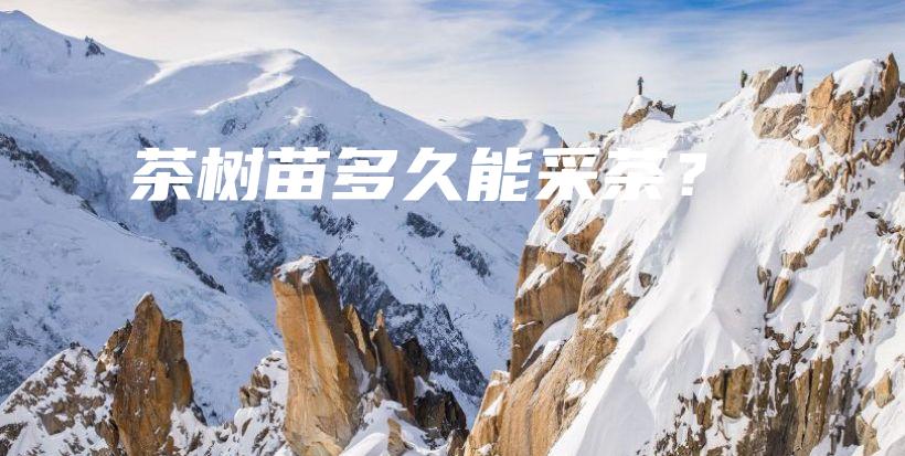茶樹苗多久能采茶？插圖