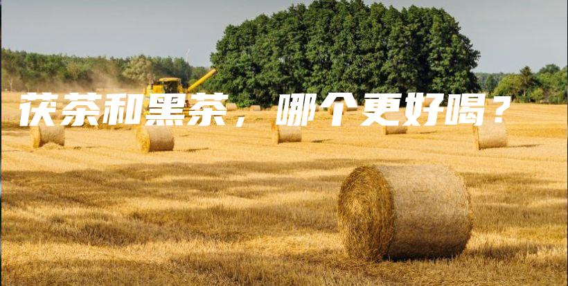 茯茶和黑茶，哪個更好喝？插圖