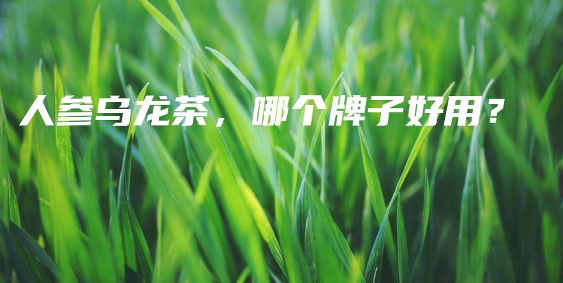 人參烏龍茶，哪個(gè)牌子好用？插圖