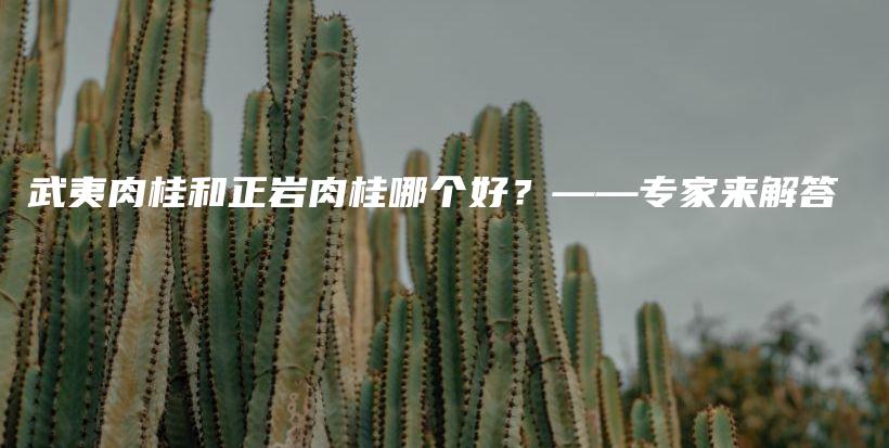 武夷肉桂和正巖肉桂哪個好？——專家來解答插圖