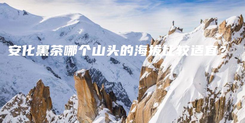安化黑茶哪個(gè)山頭的海拔比較適宜？插圖