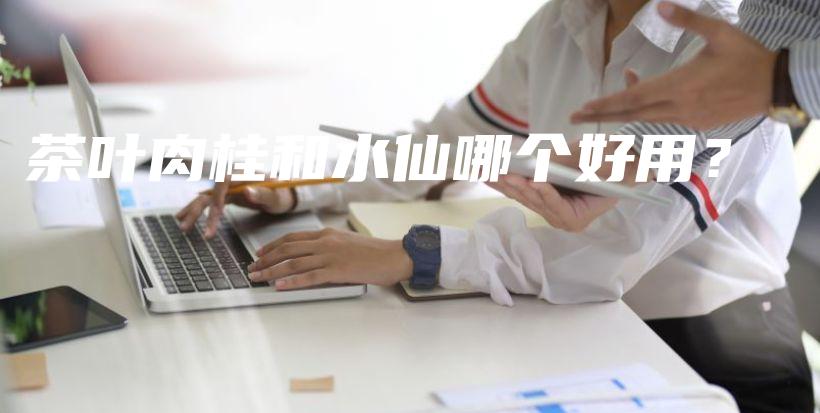 茶葉肉桂和水仙哪個(gè)好用？插圖
