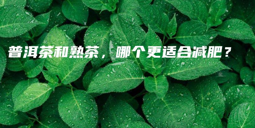 普洱茶和熟茶，哪個(gè)更適合減肥？插圖