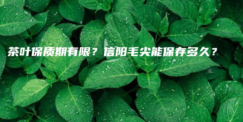 茶葉保質(zhì)期有限？信陽毛尖能保存多久？插圖