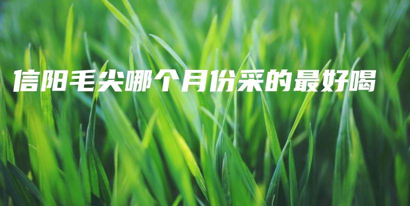 信陽毛尖哪個月份采的最好喝插圖