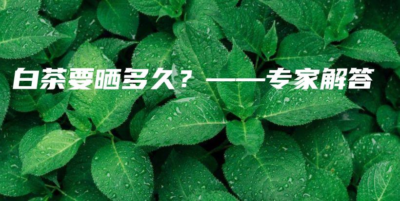 白茶要曬多久？——專家解答插圖
