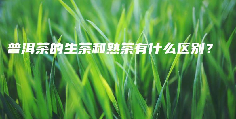 普洱茶的生茶和熟茶有什么區(qū)別？插圖