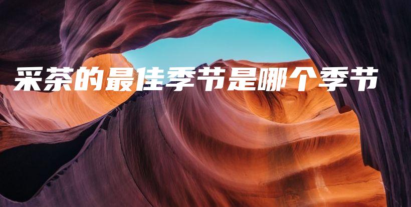 采茶的最佳季節(jié)是哪個季節(jié)插圖